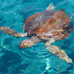 Ontdek de wonderen van Zakynthos: Snorkelen met schildpadden